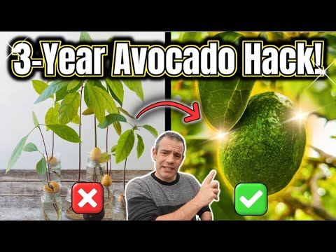 Grow Avocados from Seed to Fruit FAST! (Skip the 8-Year Wait!)