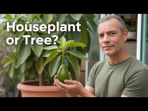 Growing Avocado Tips - From Seed to Fruit