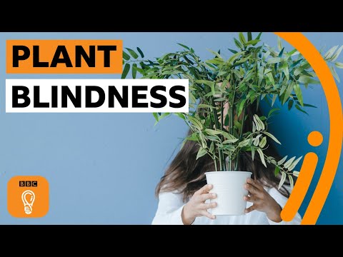 什麼是「植物盲」？你也有這種情況嗎？| BBC Ideas (What is plant blindness (and are you suffering from it)? | BBC Ideas)
