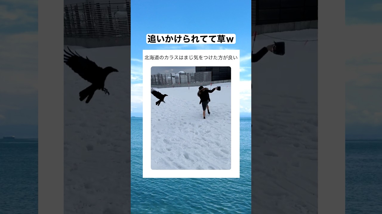 どうしたらこんなにカラスに追いかけられるんだよｗｗｗ　#shorts #おもしろ #おすすめ