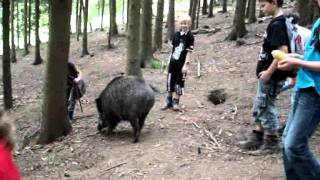 preview picture of video 'Ein Wildschwein wandert mit einer Schulklasse in Schwelentrup.'