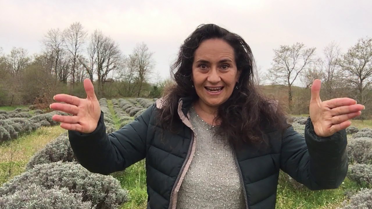 I 5 errori da evitare quando si fa un impianto di lavanda