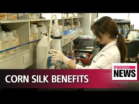 Local scientists find out corn silk helps repair prostate symptoms