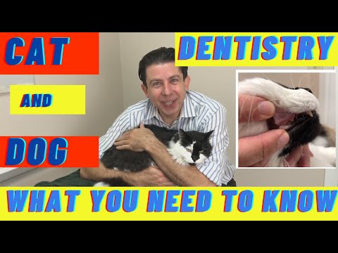 Cat and Dog dental cleaning -  what you need to know