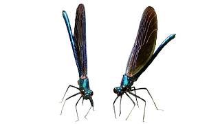 Demoiselle (Calopteryx splendens or the banded demoiselle)