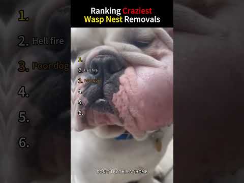 Ranking Craziest Wasp Nest Removals #asmr #snow #funny #odlysatisfying #ice #satisfying #fyp