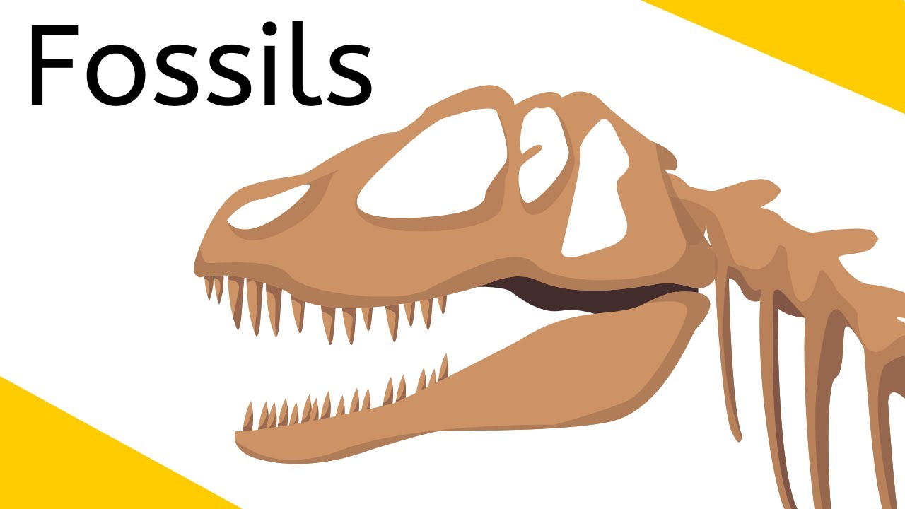 Fossils an Introduction - Study Course Edition