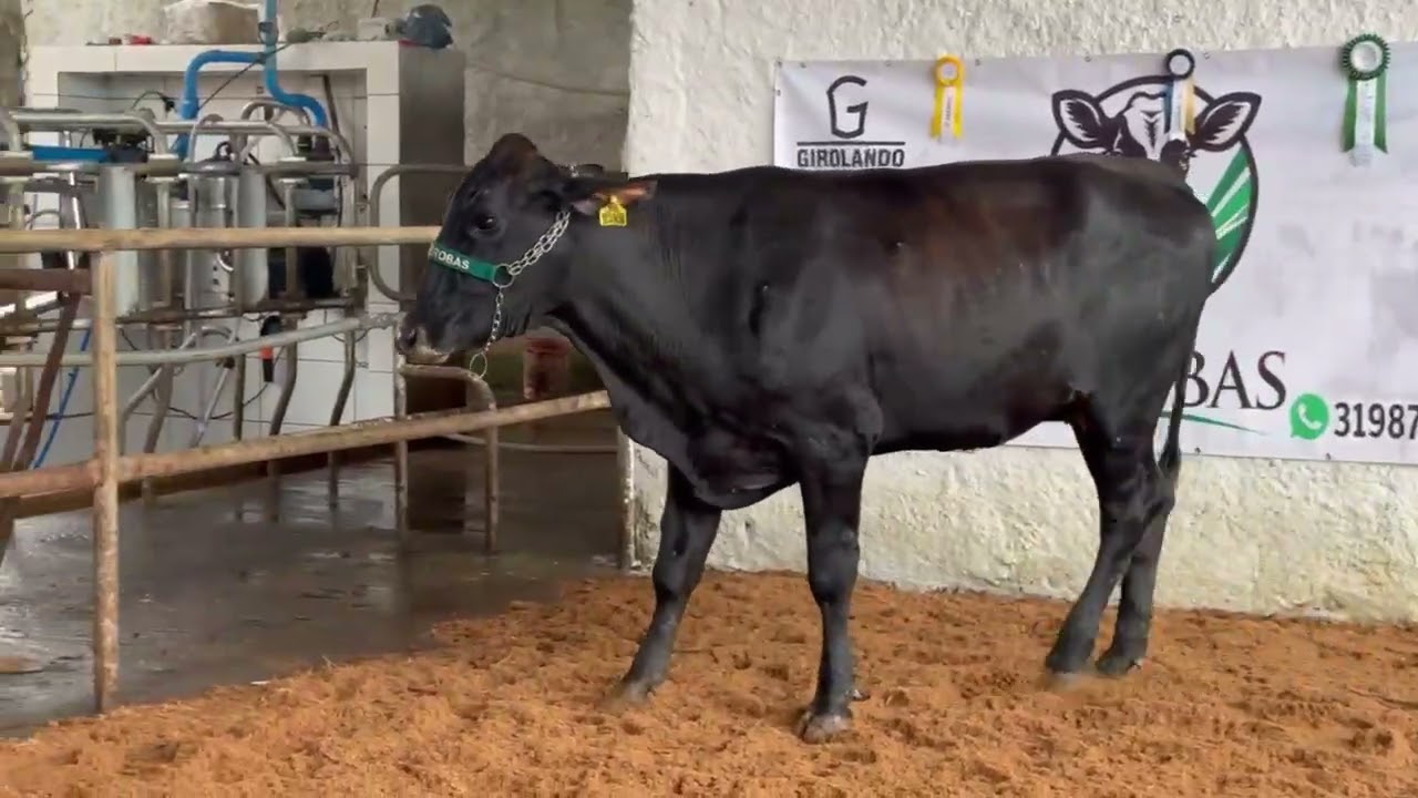 LOTE 32