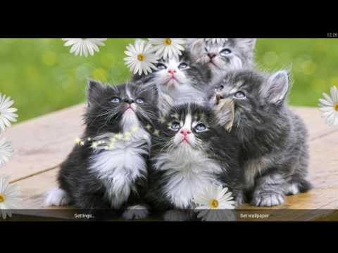 Kittens Live Wallpaper Video