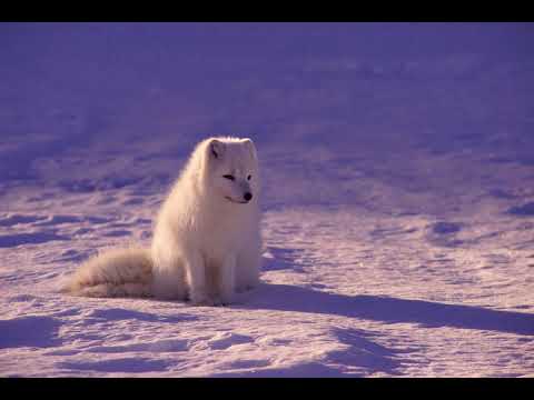 Arksun - Arisen (Magdelayna Ambient Remake) [2009] MP3