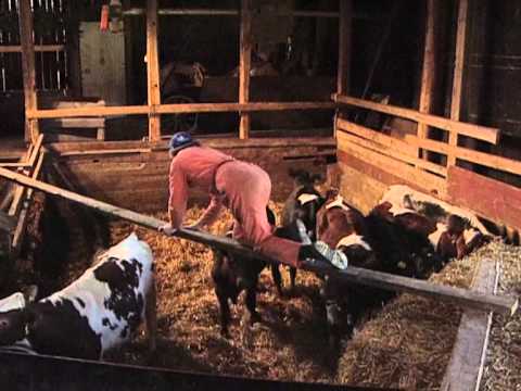 Back on the Farm- Part One | Gratass | Little Grey Fergie