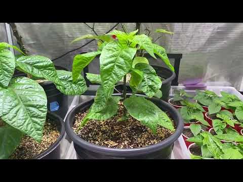 Growing Carolina Reaper Peppers (and other chilis) in a Grow Tent - Update May 20 2023