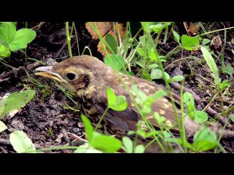 Drossel Küken am Wegesrand (Erft)