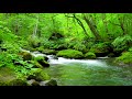 Mountain Stream in Green Forest. Nature Sounds, Flowing River Stream, White Noise 10 hours to Sleep.