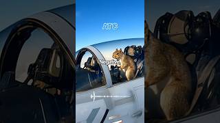 Download lagu Spiritโs Pet Squirrel HIJACKS Fighter Jet ๐ฎ mp3 Download lagu Spiritโs Pet Squirrel HIJACKS Fighter Jet ๐ฎ mp3