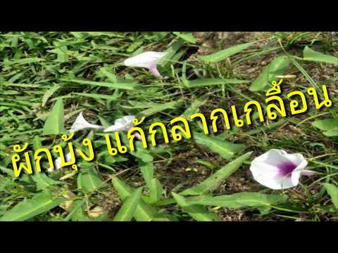 เครื่องดื่ม kvass โรคสะเก็ดเงิน Jikarentsev จากกลาก