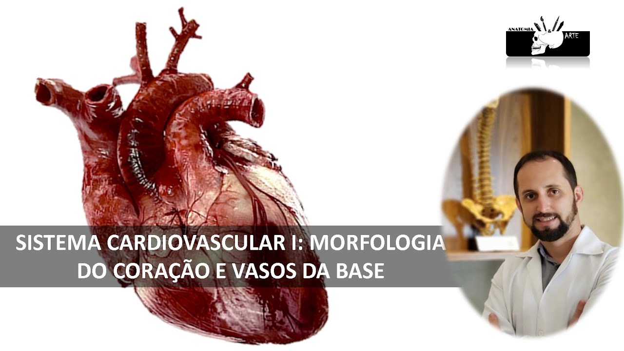Sistema circulatório I - Morfologia do coração, vasos da base e pericárdio.