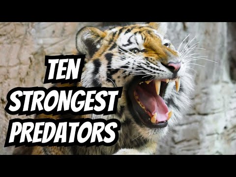 Top 10 Strongest Predators in the Wild: Nature's Most Powerful Hunters!