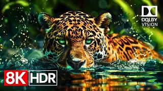 Push Your TV to the Limit | Ultimate 8K HDR 120fps Dolby Vision Demo