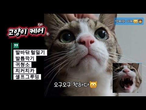 발바닥부터 셀프그루밍까지 .. 착한 고양이 앗찌 풀케어
