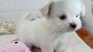 ハーフ犬の動画01