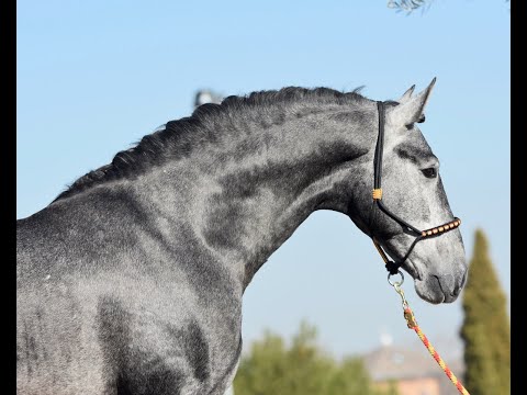 ÚNICO DE SUSAETA - SPANISH STALLION FOR SALE - DRESSAGE HORSES MADRID