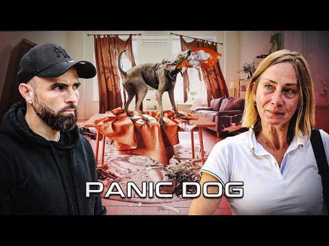 « Hyperactif, Hyperémotif… je n’arrive pas à gérer mon chien ! » Braque de Weimar - Panic Dog #23