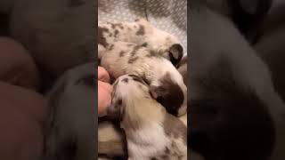 Video preview image #1 Border Collie Puppy For Sale in SALISBURY, NC, USA