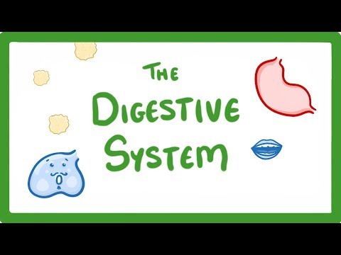 GCSE Biology - Digestive System  #18