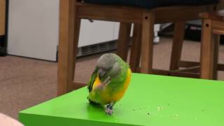 Kili Senegal Parrot - Shake Head No Trick