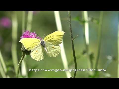 庭のスジボソヤマキチョウの飛翔