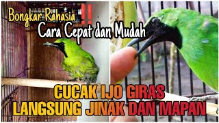 Download lagu Begini Cara M3nj1n4kk4n Cucak Ijo Giras Muda Hutan dengan Mudah dan Cepat | Pemula Wajib Tahu‼️ mp3