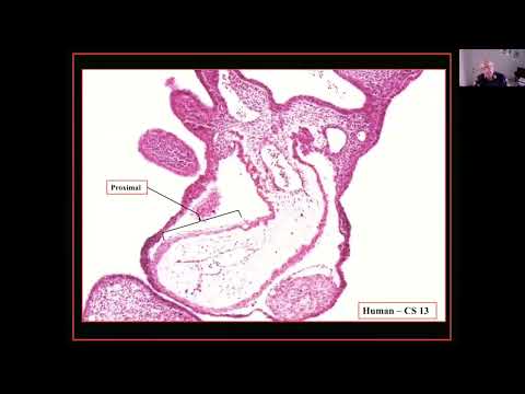 16th Annual Master Class in Congenital Cardiac Morphology 