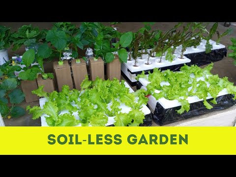 image-What is soilless gardening?