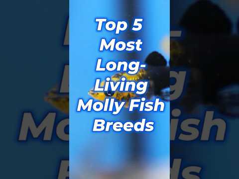 Top 5 Most Long Living Molly Fish Breeds 🐠⏳ | Best Mollies #mollyfish #aquariumfish #longlifefish