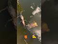 Crocodile attack turtle #animals #shortsvideo #wildlifevlogs