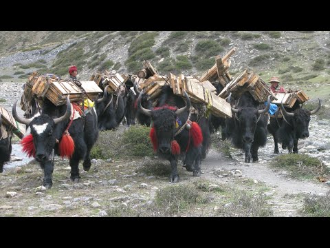 DOLPO le pays caché