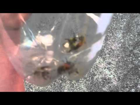 angry bees in a bottle