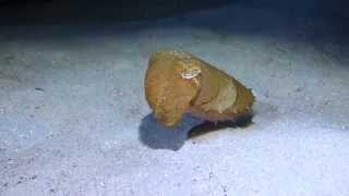 preview picture of video 'Sepia aculeata-Seiche à aiguille-Cuttle fish-3'