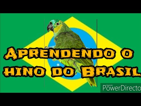 Treinamento hino Nacional Brasileiro para Papagaios