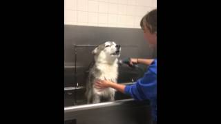 Husky doesn't want bath