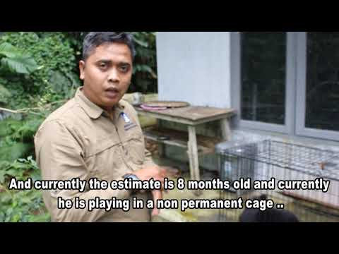 Help ISCP Become a Baby Bear Foster Parent
