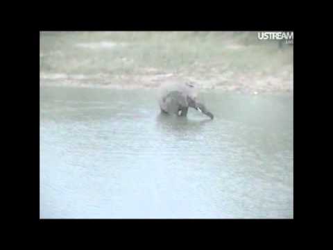 Elephants Invade Djuma