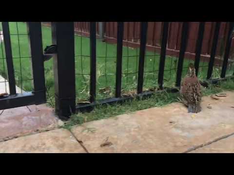 download lagu mp3 mp4 How To Fly Quail, download mp3 How To Fly Quail free download, download mp3 How To Fly Quail