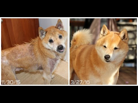 download lagu mp3 mp4 Shiba Inu Food Allergies, download lagu Shiba Inu Food Allergies gratis, unduh video klip Shiba Inu Food Allergies