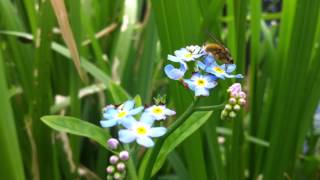 preview picture of video 'Water Forget-me-not (Myosotis Scorpioides) - 2012-06-07'