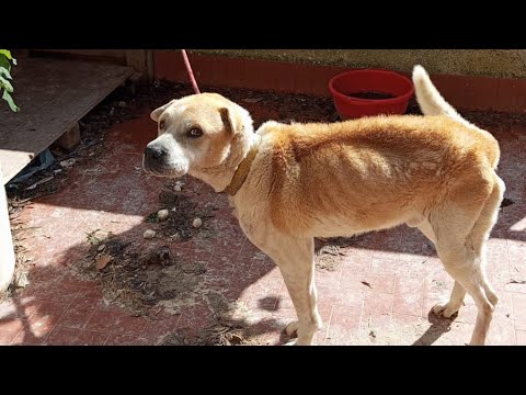 ALIMENA (PA): TIED IN FECES WITHOUT FOOD - RELEASE AFTER ONE YEAR