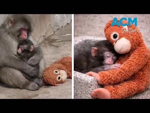 ‘Punch’ and his plushie: baby monkey becomes internet celebrity