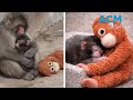 Punch And His Plushie Baby Monkey Becomes Internet Celebrity
