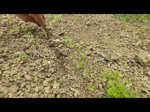cum să aducă viermi la viermi complex alfalfa